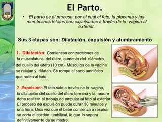 El Parto.
   • El parto es el proceso por el cual el feto, la placenta y las
    membranas fetales son expulsadas a través...