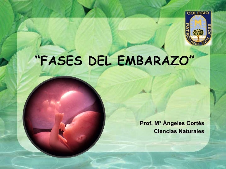 Fases Del Embarazo Parto Y Lactancia