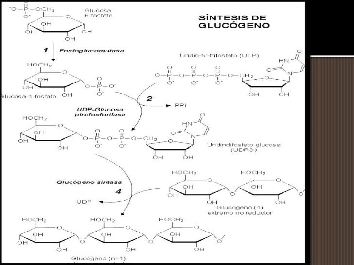 Aprender cómo Ibuprofeno metabolismo