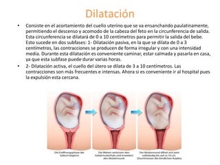 Dilatación
• Consiste en el acortamiento del cuello uterino que se va ensanchando paulatinamente,
permitiendo el descenso y acomodo de la cabeza del feto en la circunferencia de salida.
Esta circunferencia se dilatará de 0 a 10 centímetros para permitir la salida del bebe.
Esto sucede en dos subfases: 1- Dilatación pasiva, en la que se dilata de 0 a 3
centímetros, las contracciones se producen de forma irregular y con una intensidad
media. Durante esta dilatación es conveniente caminar, estar calmada y pasarla en casa,
ya que esta subfase puede durar varias horas.
• 2- Dilatación activa, el cuello del útero se dilata de 3 a 10 centímetros. Las
contracciones son más frecuentes e intensas. Ahora si es conveniente ir al hospital pues
la expulsión esta cercana.
 