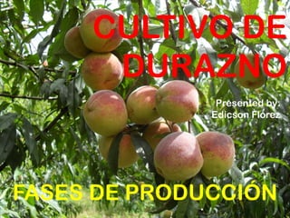CULTIVO DE
DURAZNO
Presented by:
Edicson Florez
FASES DE PRODUCCIÓN
 