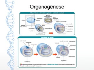 Organogênese
 