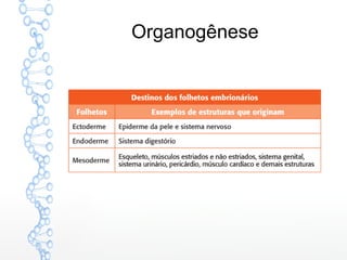 Organogênese
 