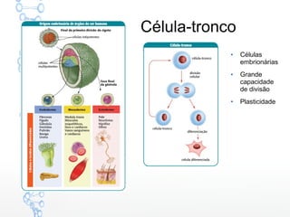 Célula-tronco
●
Células
embrionárias
●
Grande
capacidade
de divisão
●
Plasticidade
 