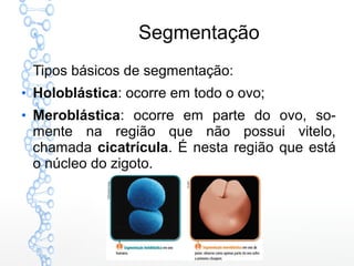 Segmentação
Tipos básicos de segmentação:
●
Holoblástica: ocorre em todo o ovo;
●
Meroblástica: ocorre em parte do ovo, so-
mente na região que não possui vitelo,
chamada cicatrícula. É nesta região que está
o núcleo do zigoto.
 