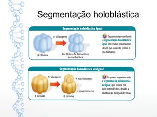 Segmentação holoblástica
 