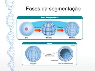 Fases da segmentação
 