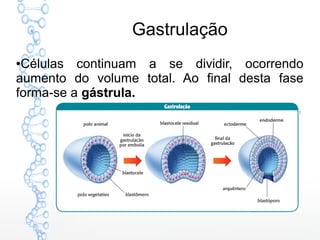 Gastrulação
●Células continuam a se dividir, ocorrendo
aumento do volume total. Ao final desta fase
forma-se a gástrula.
 
