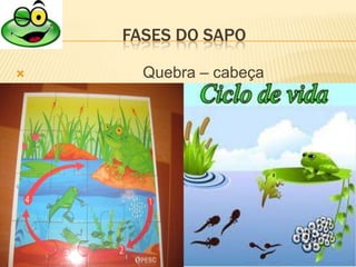 FASES DO SAPO

     Quebra – cabeça
 