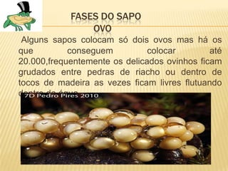 FASES DO SAPO
                OVO
 Alguns sapos colocam só dois ovos mas há os
que         conseguem          colocar        até
20.000,frequentemente os delicados ovinhos ficam
grudados entre pedras de riacho ou dentro de
tocos de madeira as vezes ficam livres flutuando
dentro da água .
 