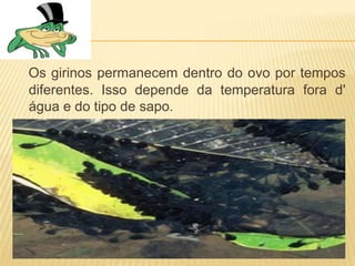 Os girinos permanecem dentro do ovo por tempos
diferentes. Isso depende da temperatura fora d'
água e do tipo de sapo.
 