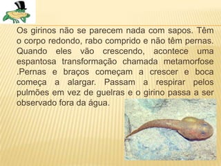 Os girinos não se parecem nada com sapos. Têm
o corpo redondo, rabo comprido e não têm pernas.
Quando eles vão crescendo, acontece uma
espantosa transformação chamada metamorfose
.Pernas e braços começam a crescer e boca
começa a alargar. Passam a respirar pelos
pulmões em vez de guelras e o girino passa a ser
observado fora da água.
 