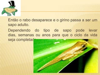 Então o rabo desaparece e o girino passa a ser um
sapo adulto.
Dependendo do tipo de sapo pode levar
dias, semanas ou anos para que o ciclo da vida
seja completado.
 
