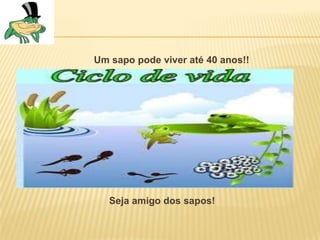 Um sapo pode viver até 40 anos!!




   Seja amigo dos sapos!
 