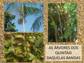 AS ÁRVORES DOS
     QUINTAIS
DAQUELAS BANDAS
 
