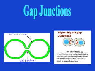 Fases uterinas del parto