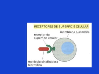 Fases uterinas del parto