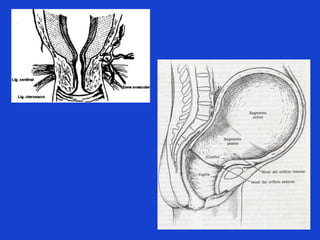 Fases uterinas del parto
