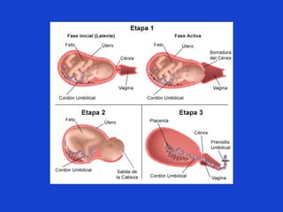 Fases uterinas del parto