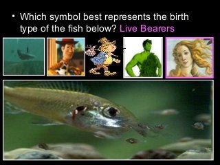 • Which symbol best represents the birth
type of the fish below? Live Bearers
 