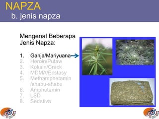 Mengenal Beberapa
Jenis Napza:
1. Ganja/Mariyuana
2. Heroin/Putaw
3. Kokain/Crack
4. MDMA/Ecstasy
5. Methamphetamin
/shabu-shabu
6. Amphetamin
7. LSD
8. Sedativa
NAPZA
b. jenis napza
 