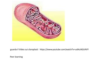 guarda il Video sui cloroplasti
Peer learning
https://www.youtube.com/watch?v=udAcIAGU4VY
 