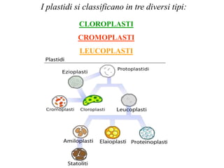 I plastidi si classificano in tre diversi tipi:
CLOROPLASTI
CROMOPLASTI
LEUCOPLASTI
 