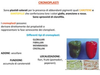 CROMOPLASTI
Sono plastidi colorati per la presenza di abbondanti pigmenti quali CAROTENE e
XANTOFILLE che conferiscono loro i colori giallo, arancione e rosso.
Sono sprovvisti di clorofilla.
LOCALIZZAZIONE:
fiori, frutti (pomodori,
peperoni).
AZIONE: vessillare
FUNZIONE:
accumulo di carotenoidi
I cromoplasti possono:
derivare direttamente dai proplastidi o
rappresentare la fase senescente dei cloroplasti.
Differenti tipi di cromoplasti:
GLOBULARI
FIBRILLARI
MEMBRANOSI
CRISTALLINI
 