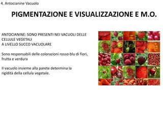 PIGMENTAZIONE E VISUALIZZAZIONE E M.O.
ANTOCIANINE: SONO PRESENTI NEI VACUOLI DELLE
CELLULE VEGETALI
A LIVELLO SUCCO VACUOLARE
Sono responsabili delle colorazioni rosso-blu di fiori,
frutta e verdura
Il vacuolo insieme alla parete determina la
rigidità della cellula vegetale.
4. Antocianine Vacuolo
 