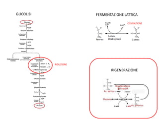 GLICOLISI
RIDUZIONE
FERMENTAZIONE LATTICA
OSSIDAZIONE
RIGENERAZIONE
 