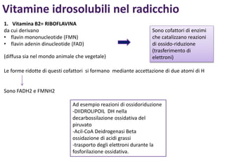 1. Vitamina B2= RIBOFLAVINA
da cui derivano
• flavin mononucleotide (FMN)
• flavin adenin dinucleotide (FAD)
Le forme ridotte di questi cofattori si formano mediante accettazione di due atomi di H
Sono FADH2 e FMNH2
Vitamine idrosolubili nel radicchio
Sono cofattori di enzimi
che catalizzano reazioni
di ossido-riduzione
(trasferimento di
elettroni)
Ad esempio reazioni di ossidoriduzione
-DIIDROLIPOIL DH nella
decarbossilazione ossidativa del
piruvato
-Acil-CoA Deidrogenasi Beta
ossidazione di acidi grassi
-trasporto degli elettroni durante la
fosforilazione ossidativa.
(diffusa sia nel mondo animale che vegetale)
 