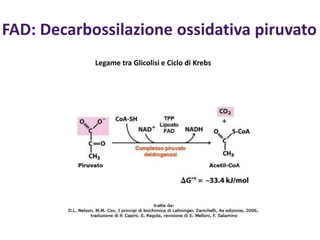 FAD: Decarbossilazione ossidativa piruvato
Legame tra Glicolisi e Ciclo di Krebs
 