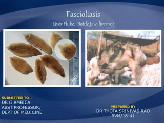 Fascioliasis
Liver Fluke, Bottle Jaw, liver rot
SUBMITTED TO
DR G AMBICA
ASST PROFESSOR,
DEPT OF MEDICINE
PREPARED BY
DR THOTA SRINIVAS RAO
RVM/18-41
 