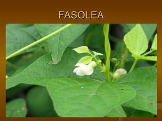 FASOLEA 