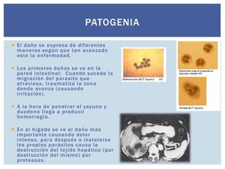  El daño se expresa de diferentes
maneras según que tan avanzado
este la enfermedad.
 Los primeros daños se ve en la
pared intestinal: Cuando sucede la
migración del parasito que
atraviesa, traumatiza la zona
donde avanza (causando
irritación).
 A la hora de penetrar el yeyuno y
duodeno llega a producir
hemorragia.
 En el hígado se ve el daño mas
importante causando dolor
intenso, para después a instalarse
los propios parásitos causa la
destrucción del tejido hepático (por
destrucción del mismo) por
proteasas.
PATOGENIA
 