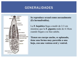GENERALIDADES
Se reproduce sexual como asexualmente
(Es hermafrodita).
La F. hepática llega a medir de 2-3 cm
mientras que la F. giganta mide de 4-10cm
cuando llegan a su fase adulta.
Tienen un cuerpo ancho, es aplanado,
tiene una forma muy parecida a una
hoja, con una ventosa oral y ventral.
 