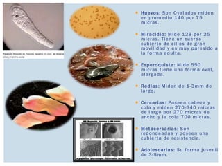 Huevos: Son Ovalados miden
en promedio 140 por 75
micras.
 Miracidio: Mide 128 por 25
micras. Tiene un cuerpo
cubierto de cilios de gran
movilidad y es muy paresido a
la forma adulta.
 Esperoquiste: Mide 550
micras tiene una forma oval,
alargada.
 Redias: Miden de 1-3mm de
largo.
 Cercarias: Poseen cabeza y
cola y miden 270-340 micras
de largo por 270 micras de
ancho y la cola 700 micras.
 Metacercarias: Son
redondeadas y poseen una
cubierta de resistencia.
 Adolescarias: Su forma juvenil
de 3-5mm.
 