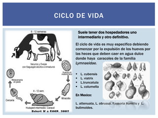 CICLO DE VIDA
Suele tener dos hospedadores uno
intermediario y otro definitivo.
El ciclo de vida es muy especifico debiendo
comenzar por la expulsión de los huevos por
las heces que deben caer en agua dulce
donde haya caracoles de la familia
Lymnaeidae.
 L. cubensis
 L. viatrix
 L.truncatula
 L. columella
En Mexico:
L. attenuata, L. obrussa, Fassoria humilis y L.
bulimoides.
 