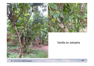 Vanilla on Jatropha




09. June 2010, ICRAF Nairobi                         10
 
