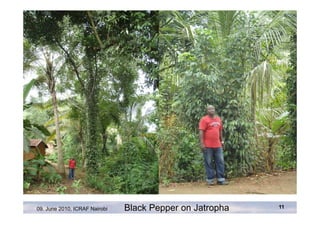 09. June 2010, ICRAF Nairobi   Black Pepper on Jatropha   11
 
