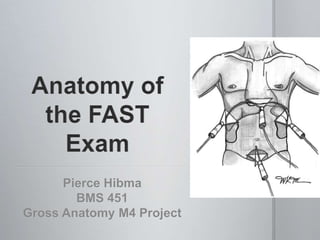 Pierce Hibma
        BMS 451
Gross Anatomy M4 Project
 