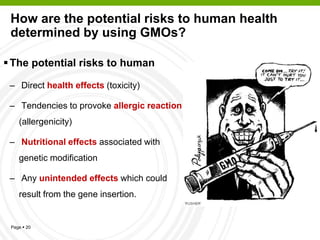 Page  20
How are the potential risks to human health
determined by using GMOs?
The potential risks to human
– Direct hea...