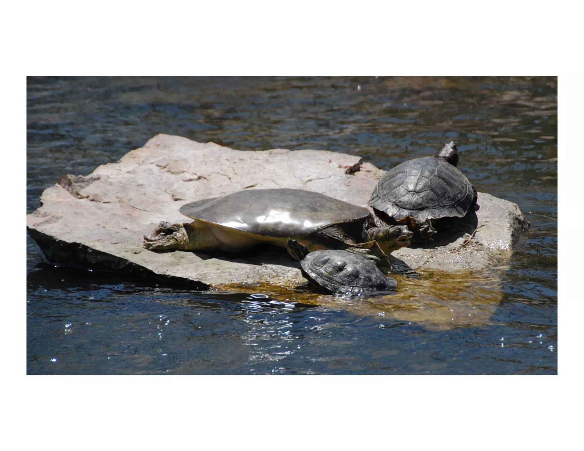 4 CONFIDENTIAL © Copyright 2015. Aruba Networks, Inc. All rights reserved#ATM15 | @ArubaNetworks
 