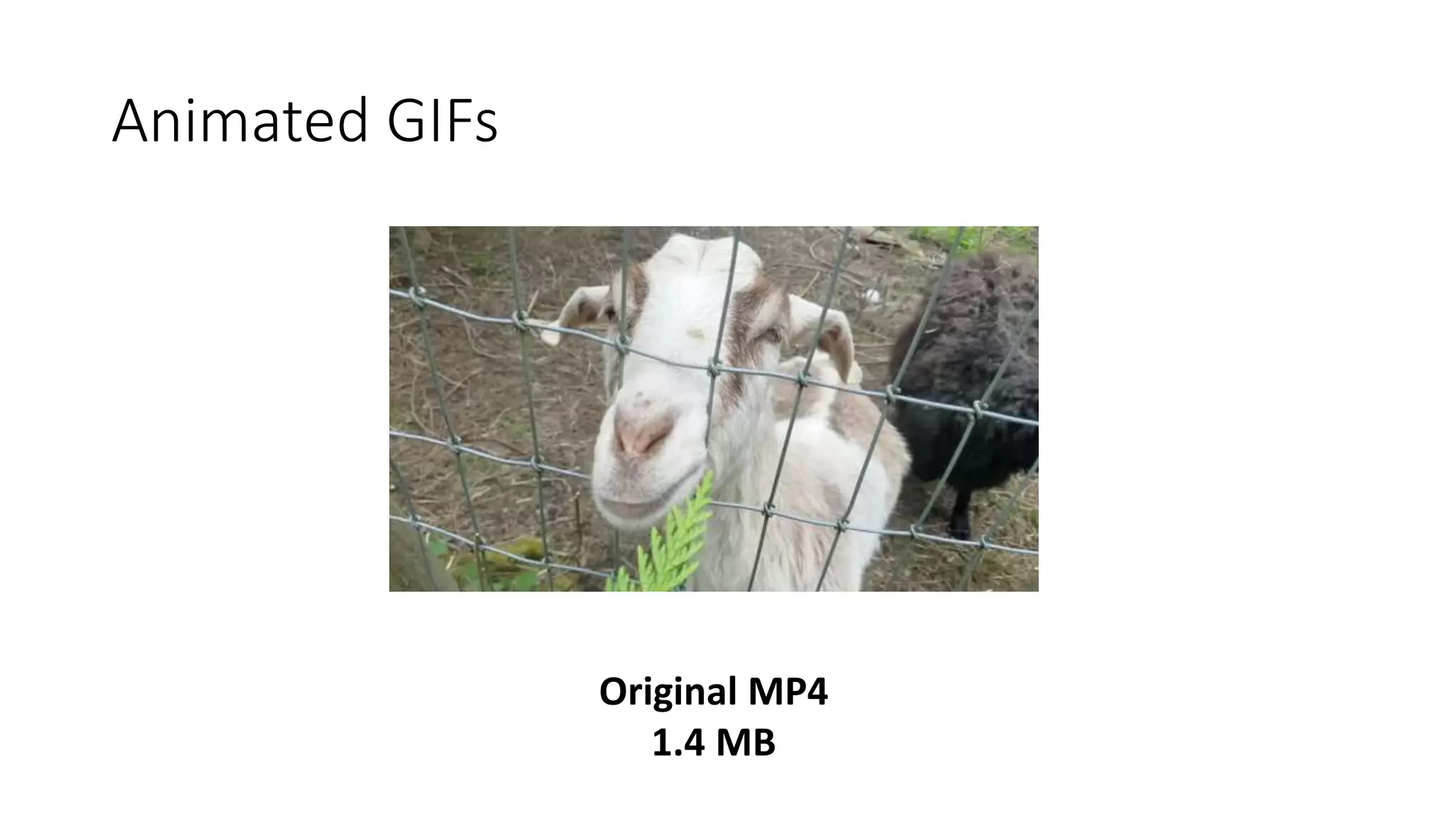 Animated GIFs
Original MP4
1.4 MB
 