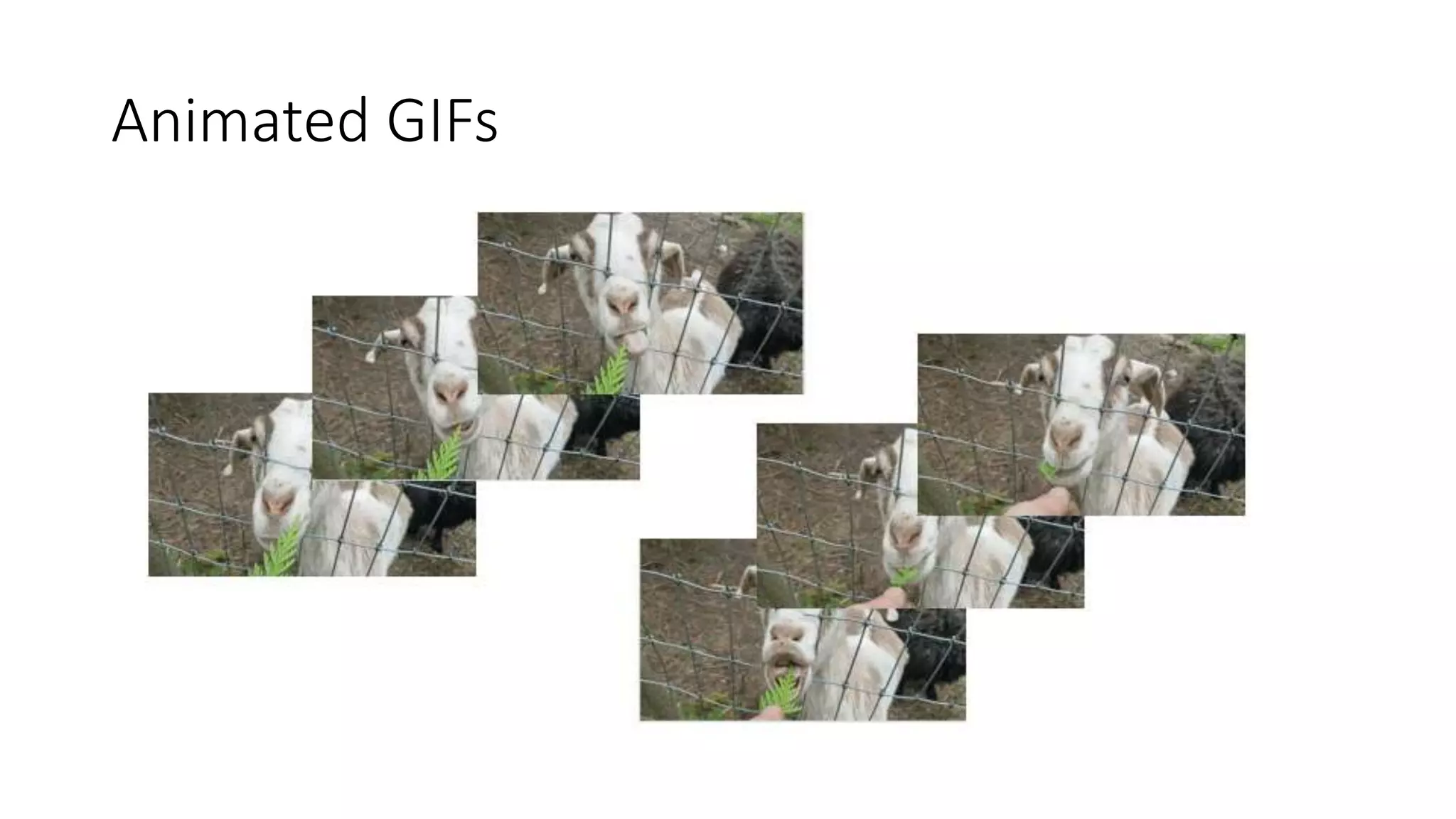 Animated GIFs
 