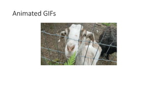 Animated GIFs
 