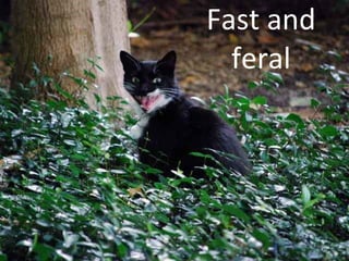 Fast   and feral 
