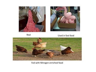 Real Used in fast food
Fed with Nitrogen enriched food
 