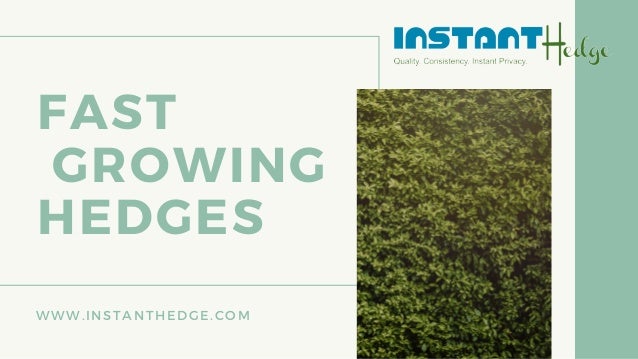 FAST
GROWING
HEDGES


WWW.INSTANTHEDGE.COM
 