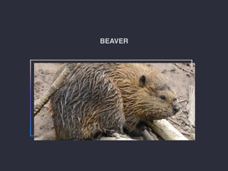 BEAVER
 